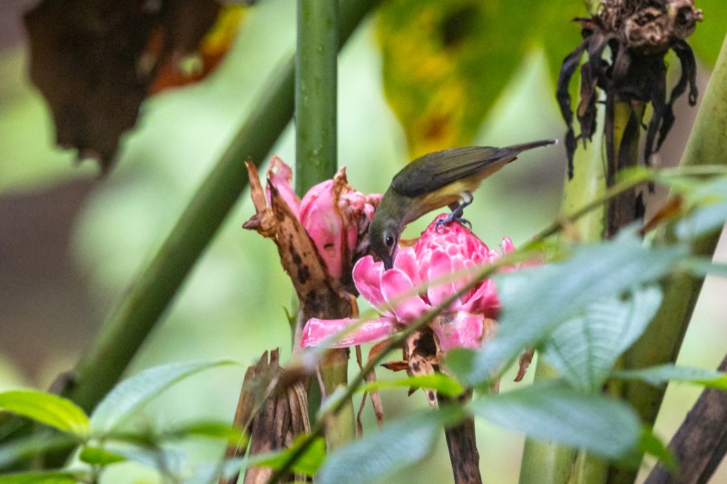 Little Spiderhunter @ Kledang Saiong Forest Eco Park, Perak, Malaysia