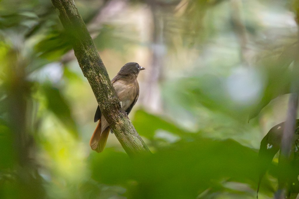 Rufous-winged Philentoma @ Kledang Saiong Forest Eco Park, Perak, Malaysia