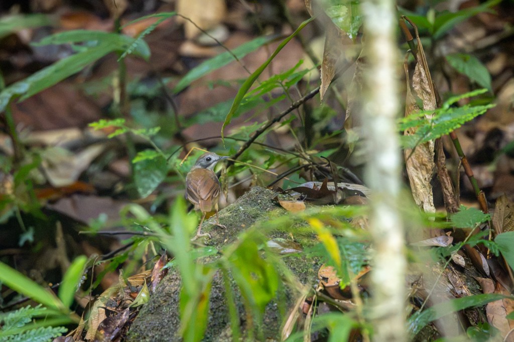 Short-tailed Babbler @ Kledang Saiong Forest Eco Park, Perak, Malaysia