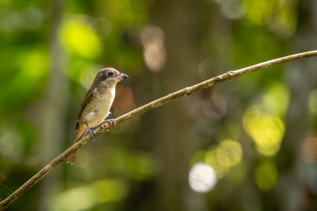 Tiger Shrike @ Kledang Saiong Forest Eco Park, Perak, Malaysia