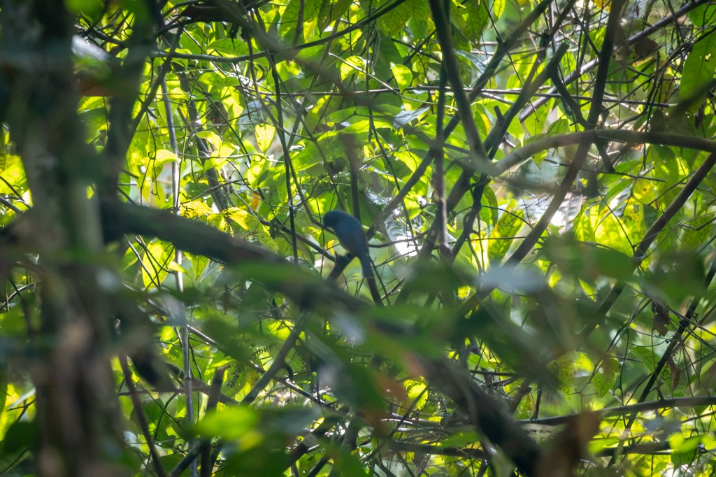 Pale Blue Flycatcher (?) @ Kledang Saiong Forest Eco Park, Perak, Malaysia