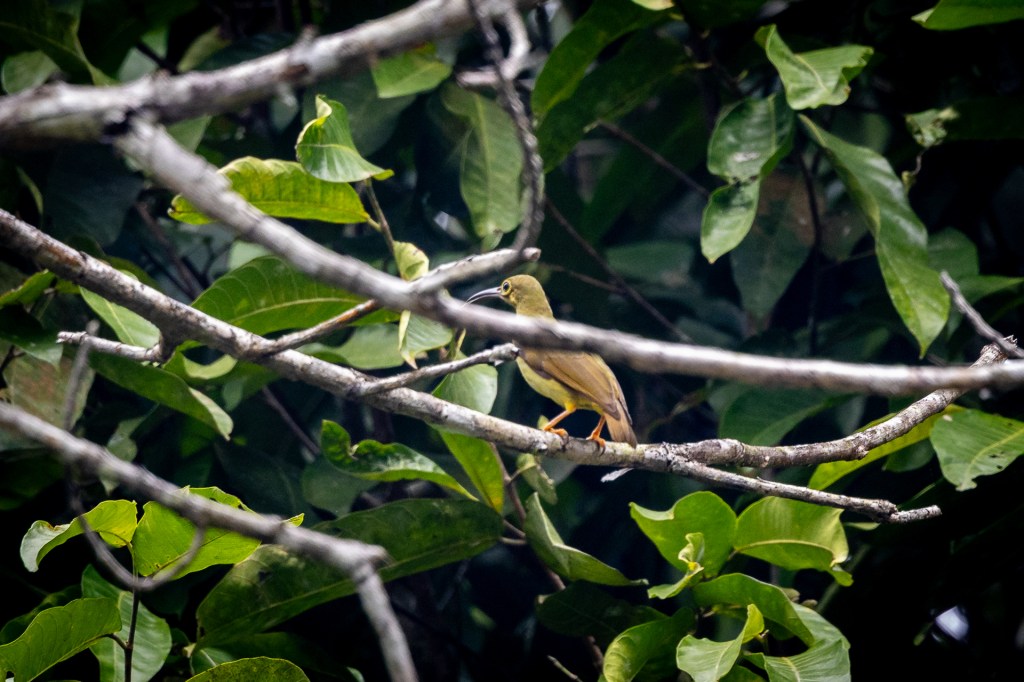 Spectacled Spiderhunter @ Kledang Saiong Forest Eco Park, Perak, Malaysia