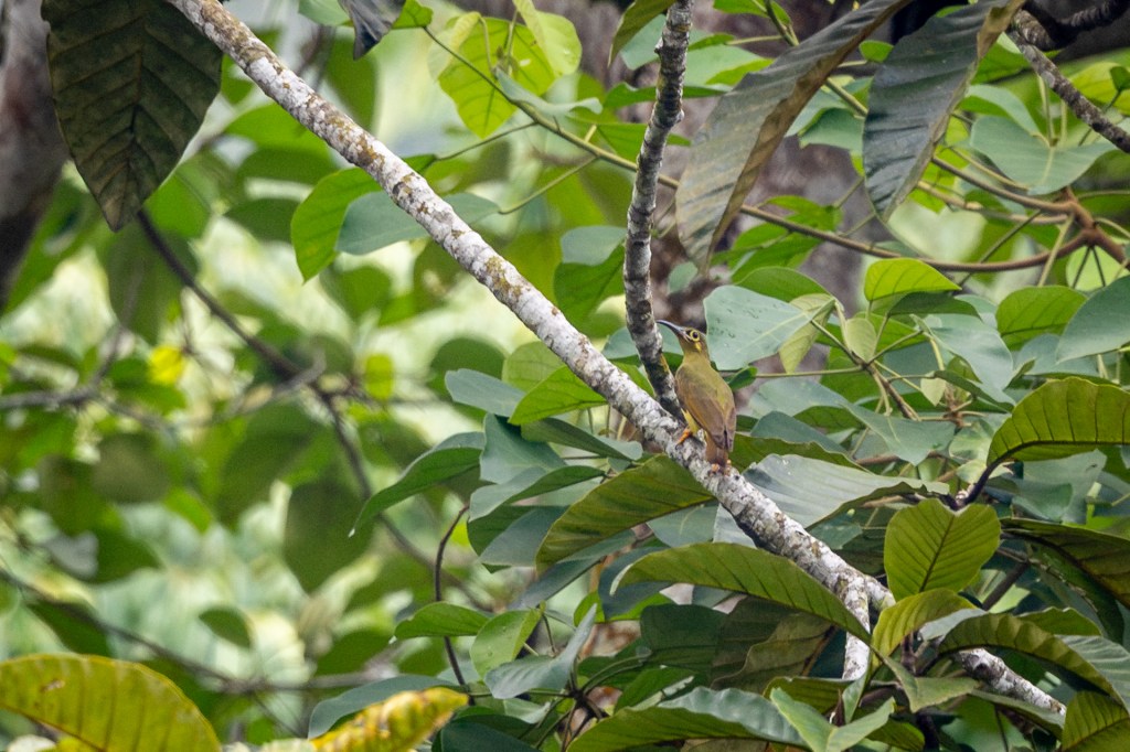 Spectacled Spiderhunter @ Kledang Saiong Forest Eco Park, Perak, Malaysia