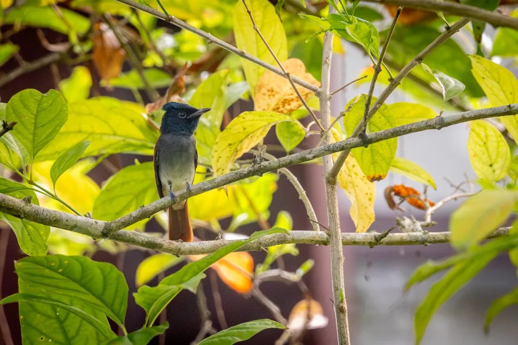Amur Paradise Flycatcher @ Singapore Botanical Gardens, Singapore
