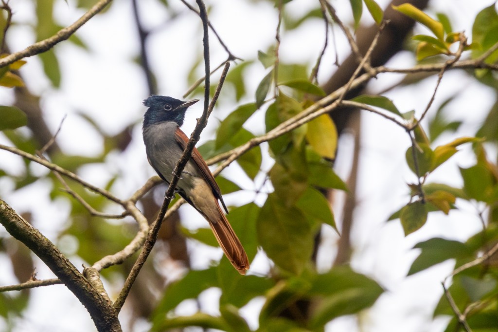 Amur Paradise Flycatcher @ Singapore Botanical Gardens, Singapore