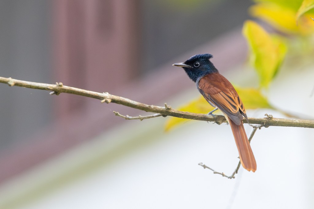 Amur Paradise Flycatcher @ Singapore Botanical Gardens, Singapore