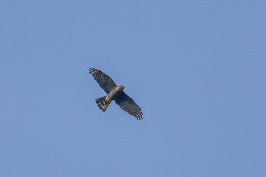 Japanese Sparrowhawk @ Singapore Botanical Gardens, Singapore