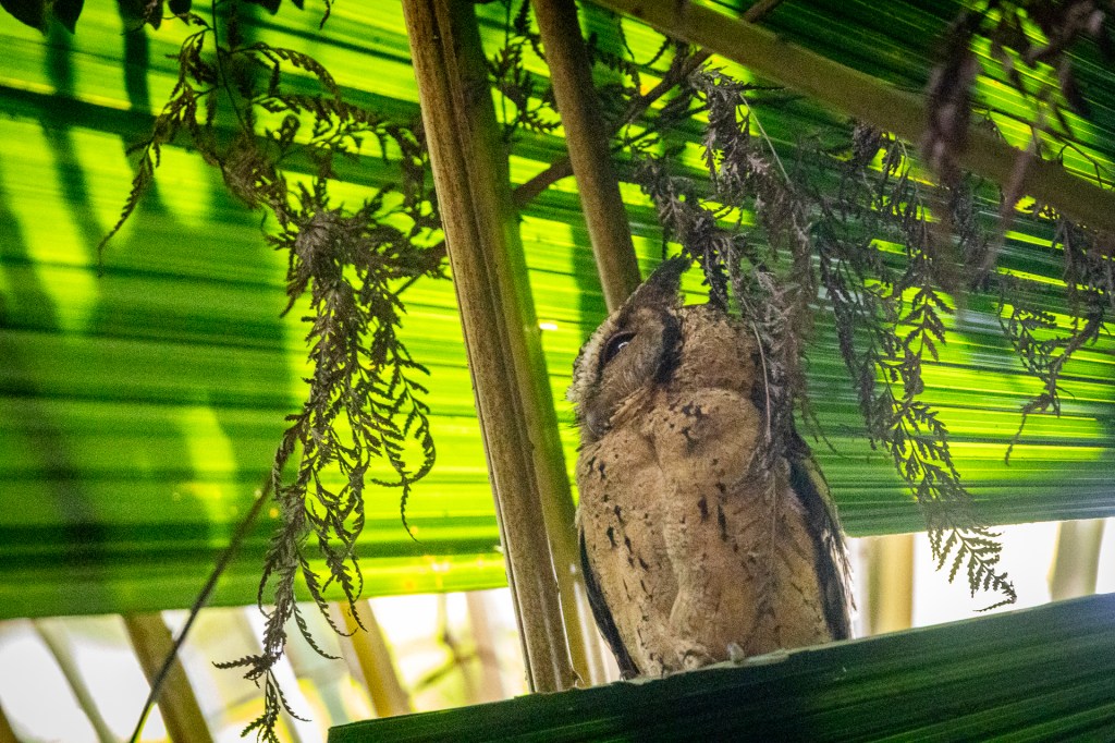 Collared-scops Owl @ Singapore Botanical Gardens, Singapore