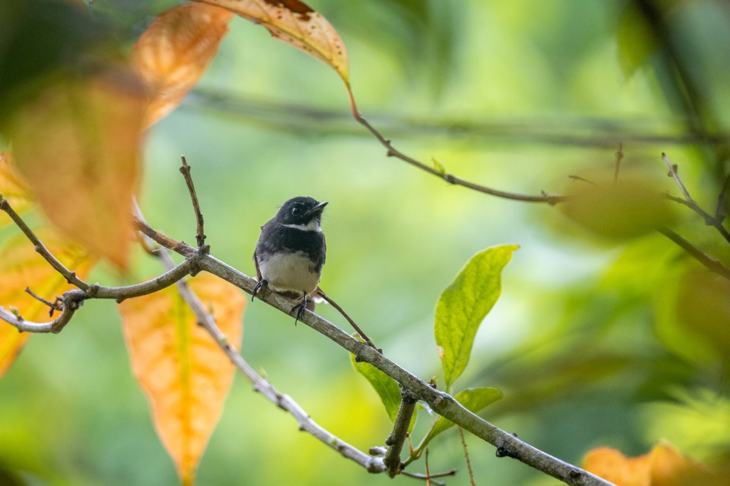 Sunda Pied Fantail @ Bukit Gombak Park, Singapore