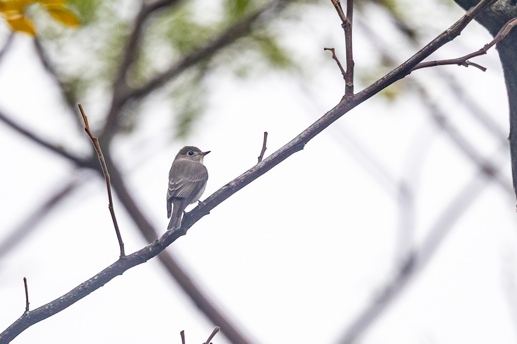 Asian Brown Flycatcher @ Bukit Gombak Park, Singapore