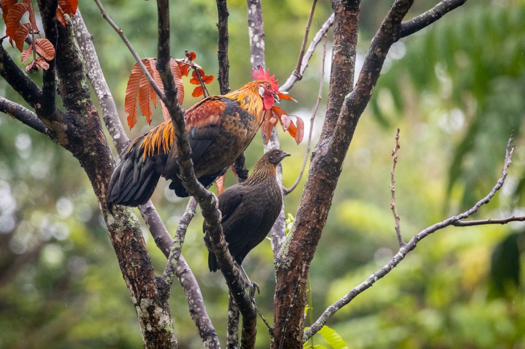Red Junglefowl @ Bukit Gombak Park, Singapore