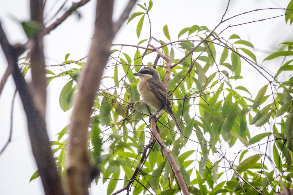 Brown Shrike @ Bukit Gombak Park, Singapore