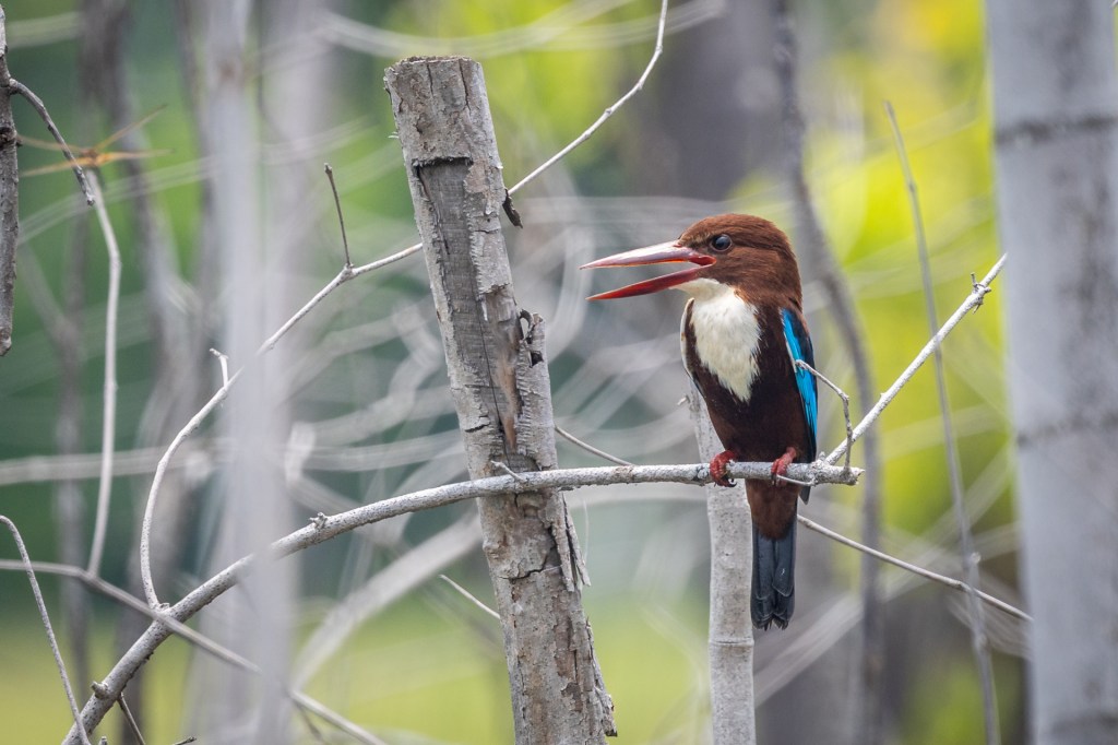 White-throated Kingfisher @ Marine Grove, Singapore