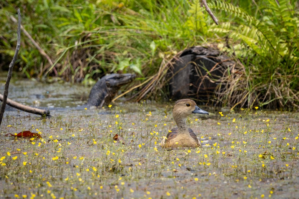 Lesser Whistling Duck @ Marine Grove, Singapore