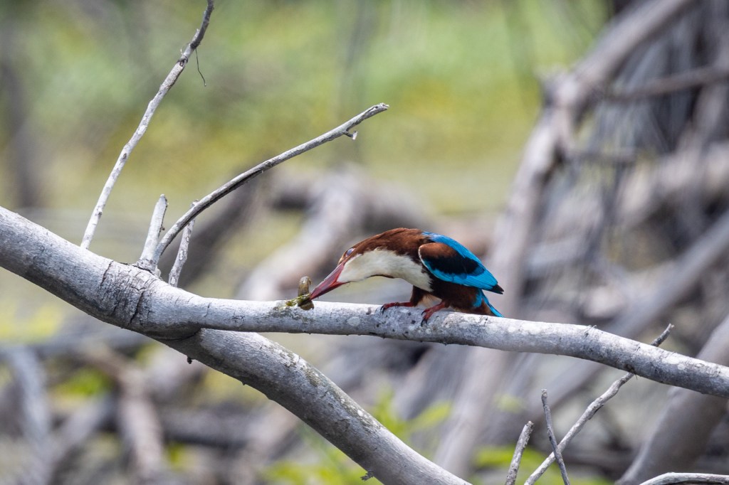 White-throated Kingfisher @ Marine Grove, Singapore