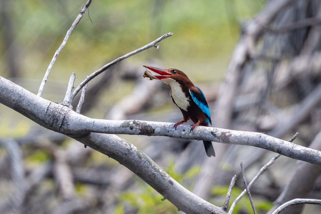 White-throated Kingfisher @ Marine Grove, Singapore