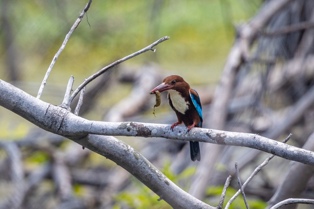 White-throated Kingfisher @ Marine Grove, Singapore