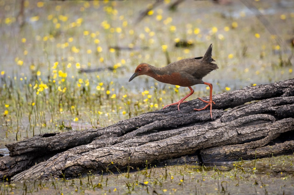Ruddy-breasted Crake @ Marine Grove, Singapore