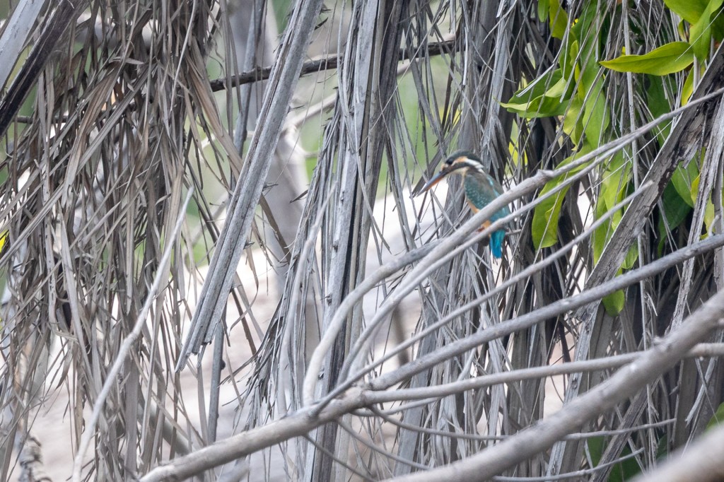 Common Kingfisher @ Marine Grove, Singapore