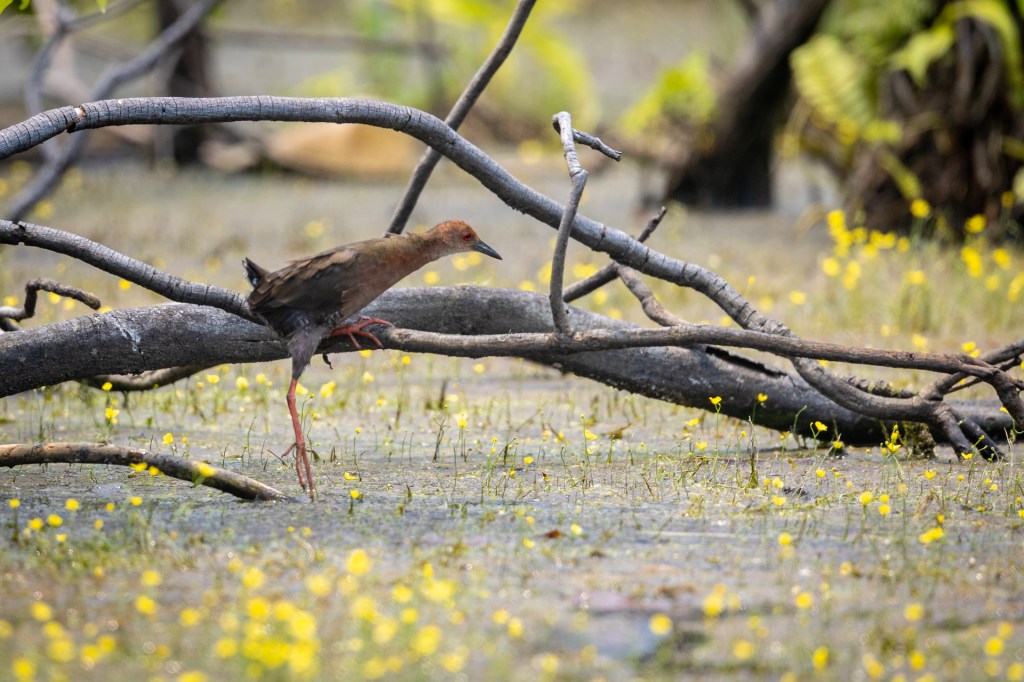 Ruddy-breasted Crake @ Marine Grove, Singapore