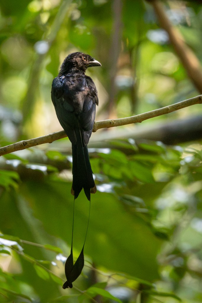 Greater Racket-tailed Drongo @ Singapore Botanic Garden
