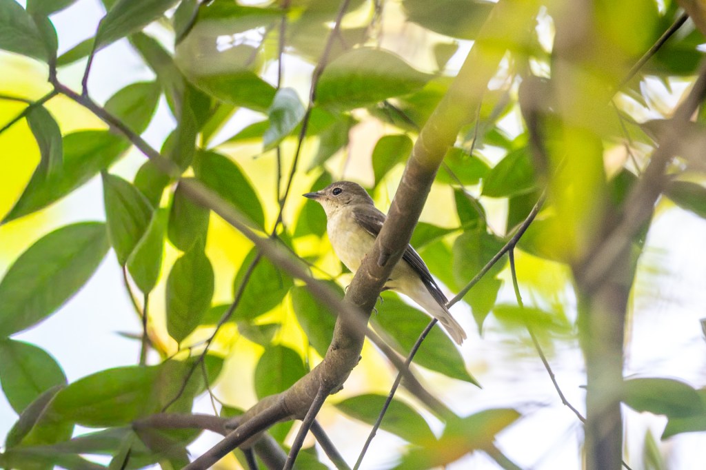 Yellow-rumped Flycatcher (female) @ Singapore Botanic Garden
