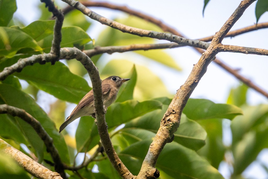 Asian Brown Flycatcher @ Singapore Botanic Garden