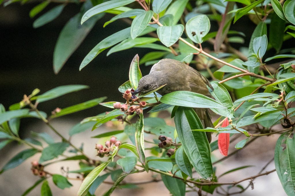Olive-winged Bulbul @ Singapore Botanic Garden