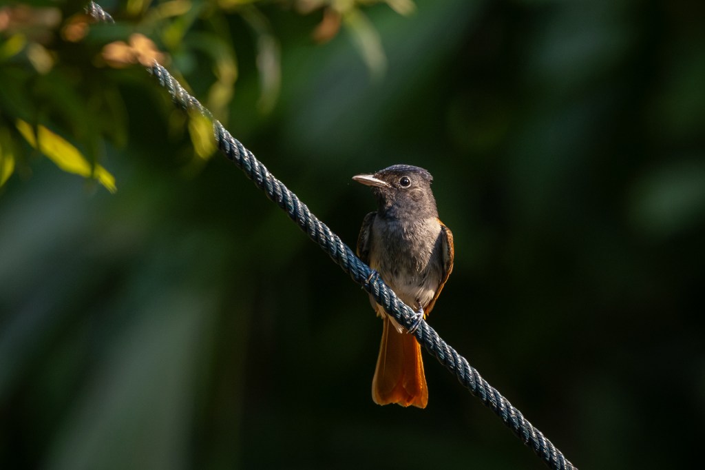 Amur Paradise Flycatcher @ Singapore Botanic Garden