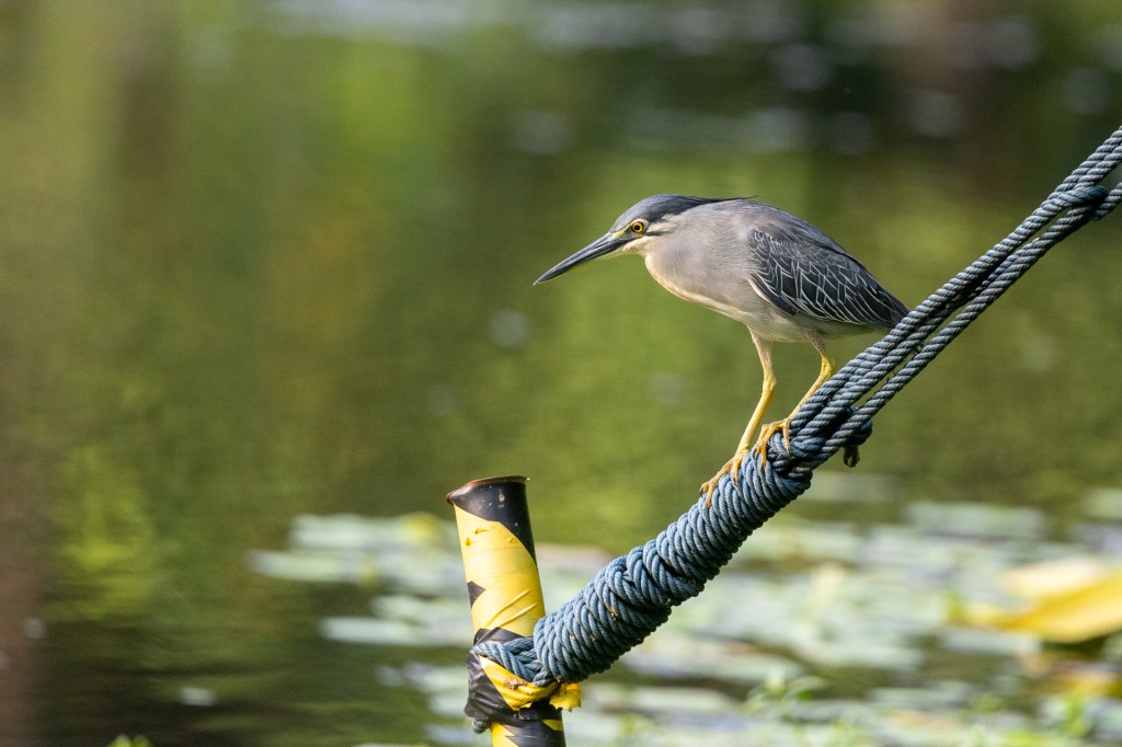 Little Heron @ Singapore Botanic Garden